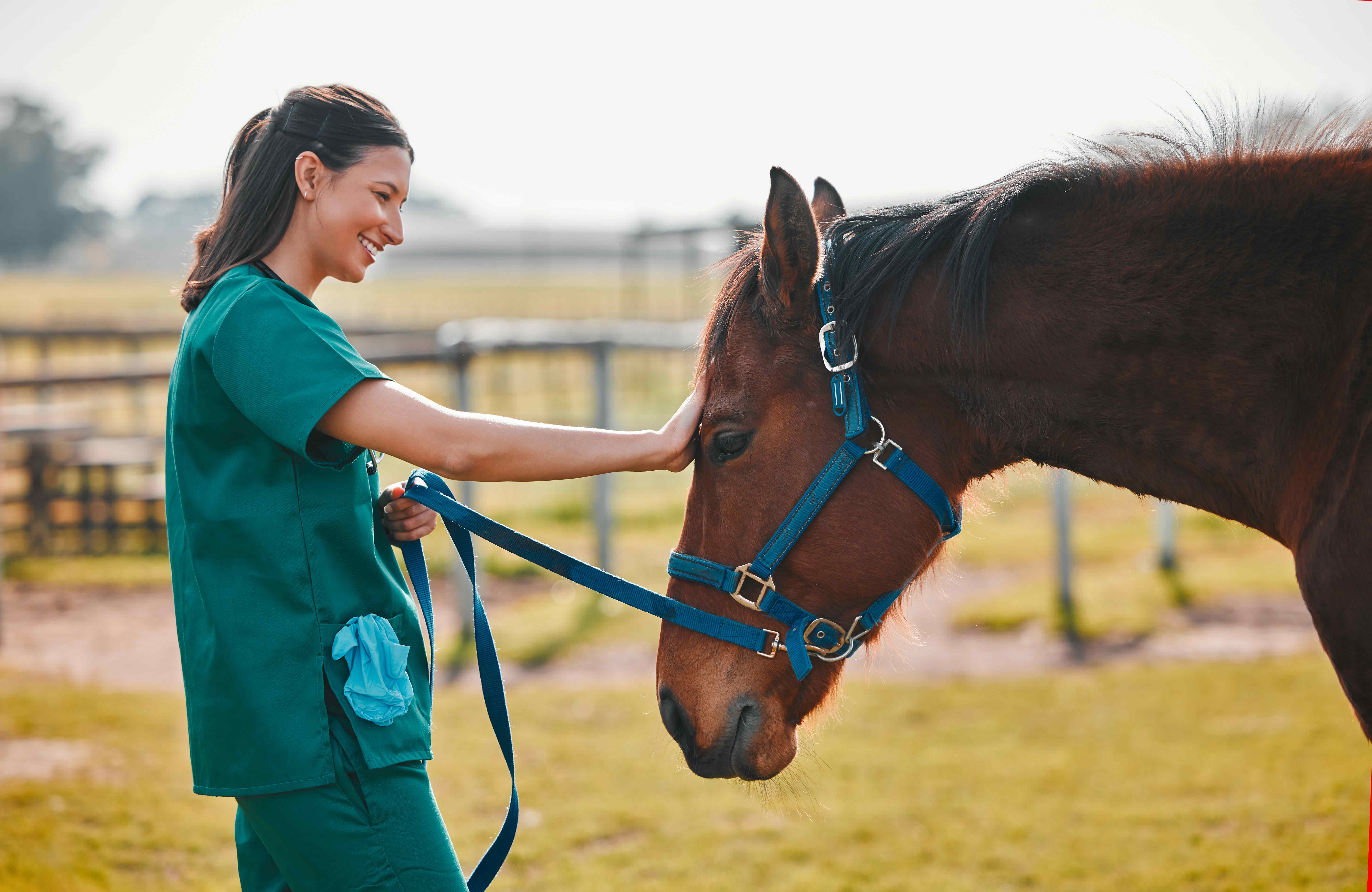 V.E.T. Student Equine Externship Grant Program